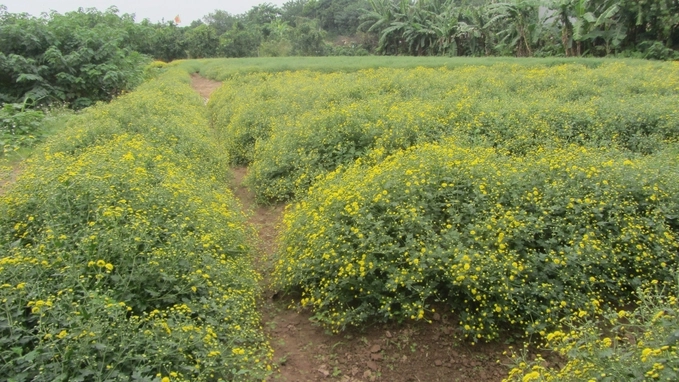 nông nghiệp hữu cơ